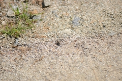 Cicindela gemmata