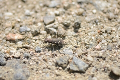 Cicindela gemmata