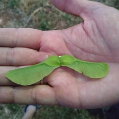 Acer platanoides