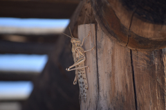 Schistocerca gregaria flaviventris