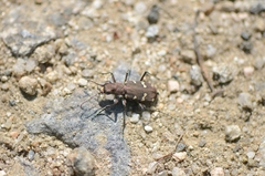 Cicindela gemmata