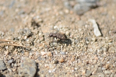 Cicindela gemmata