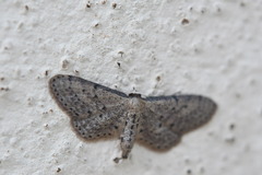 Idaea tineata