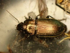 Anisodactylus poeciloides