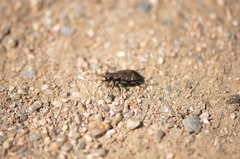 Cicindela gemmata