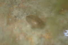 Hydaticus rhantoides