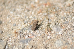 Cicindela gemmata