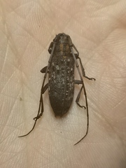 Monochamus alternatus