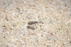 Cicindela gemmata