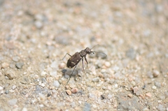 Cicindela gemmata