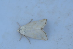 Aegle semicana