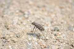Cicindela gemmata