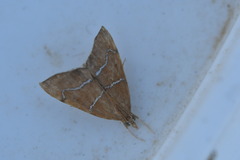 Prochoristis crudalis