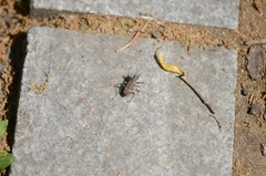 Cicindela gemmata