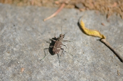 Cicindela gemmata