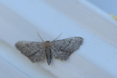Idaea tineata