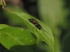 Arachnospila