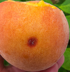 Quadraspidiotus perniciosus