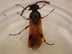 Arge melanochra