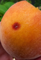 Quadraspidiotus perniciosus