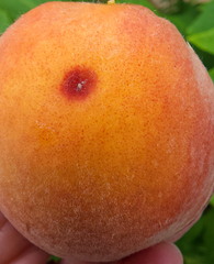 Quadraspidiotus perniciosus