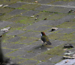 Arremon brunneinucha