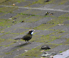 Arremon brunneinucha