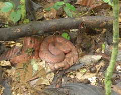 Bothrocophias