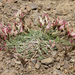 Astragalus beckii - Photo (c) Shahrzad Fattahi,  זכויות יוצרים חלקיות (CC BY-NC), הועלה על ידי Shahrzad Fattahi