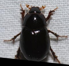 Hybosorus