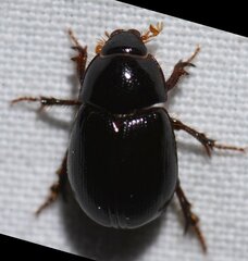 Hybosorus