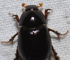 Hybosorus