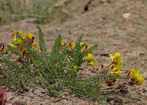 Astragalus comosus