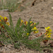 Astragalus comosus - Photo 由 Shahrzad Fattahi 所上傳的 (c) Shahrzad Fattahi，保留部份權利CC BY-NC