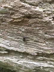 Sundablatta pulcherrima