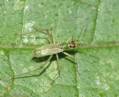 Dicyphus pallidus