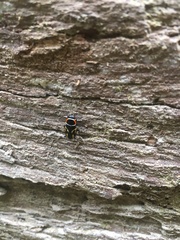 Sundablatta pulcherrima