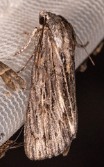 Acronicta lithospila