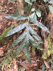 Microsorum membranifolium