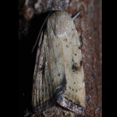 Micrathetis