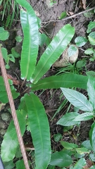 Asplenium scolopendrium