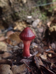 Cortinarius cardinalis