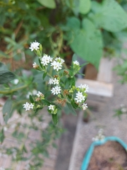 Stevia rebaudiana