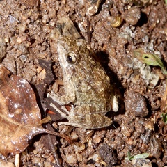 Brown Leaping Frog photo 4