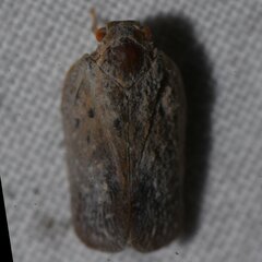 Melormenis
