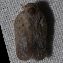 Melormenis