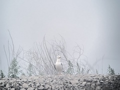 Larus schistisagus