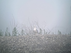 Larus schistisagus