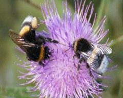Bombus