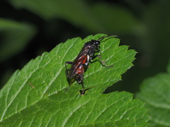 Macrophya blanda